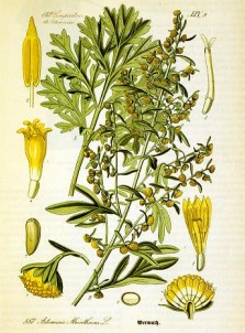 The mystical wormwood - absinthe's controversial treat.