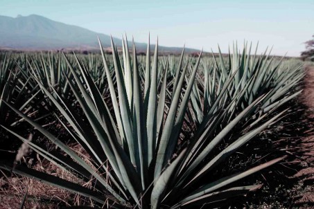 The heart of Tequila - the Agave plant is where it all starts.