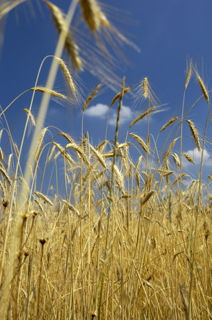 Dankowskie Gold Rye Fields