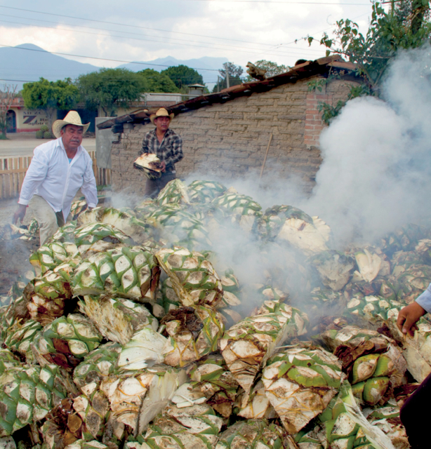 Monteleobos Distillery