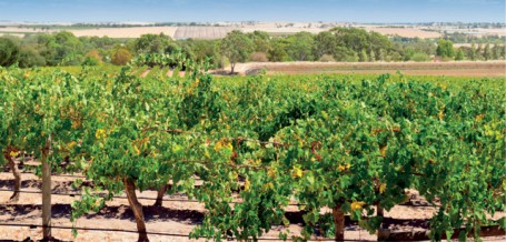 Grapevines in Barossa