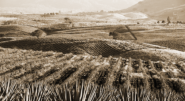 Tomas Estes talks tequila terroir.