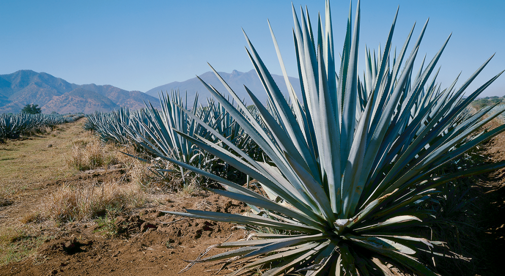 Two tequila master distillers share their knowhow