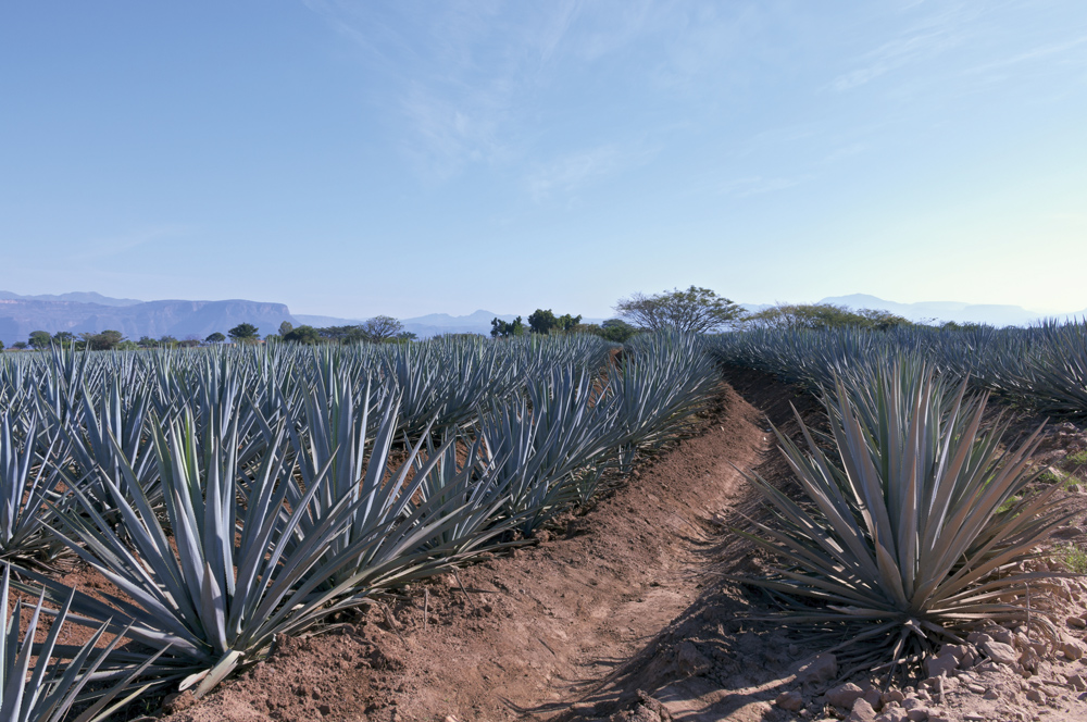bigstock-Blue-Agave-Field-In-Mexico-58138175