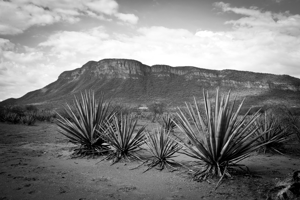 agave_istock_49699702_xxlarge