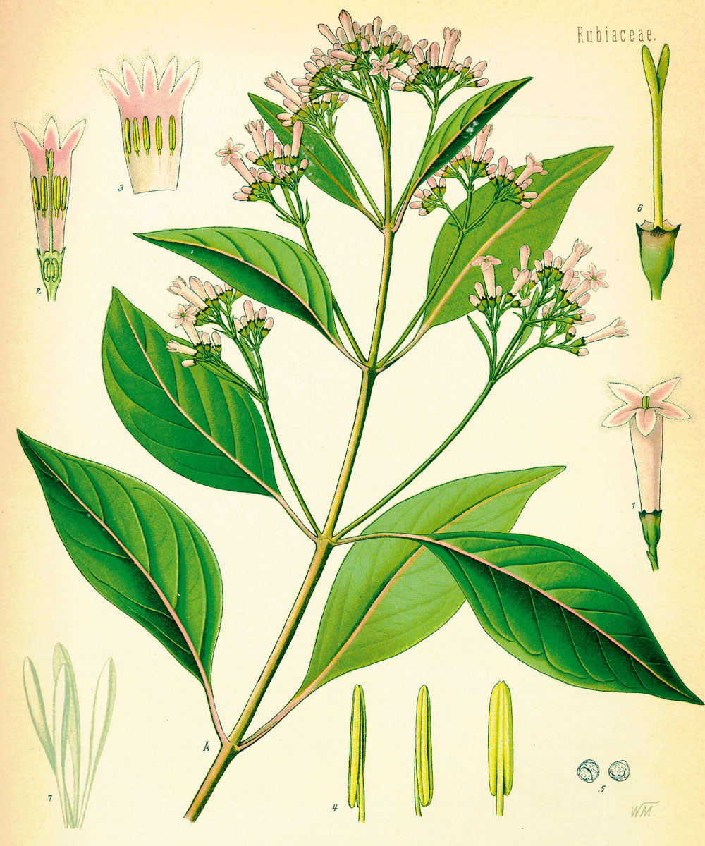 cinchona_officinalis