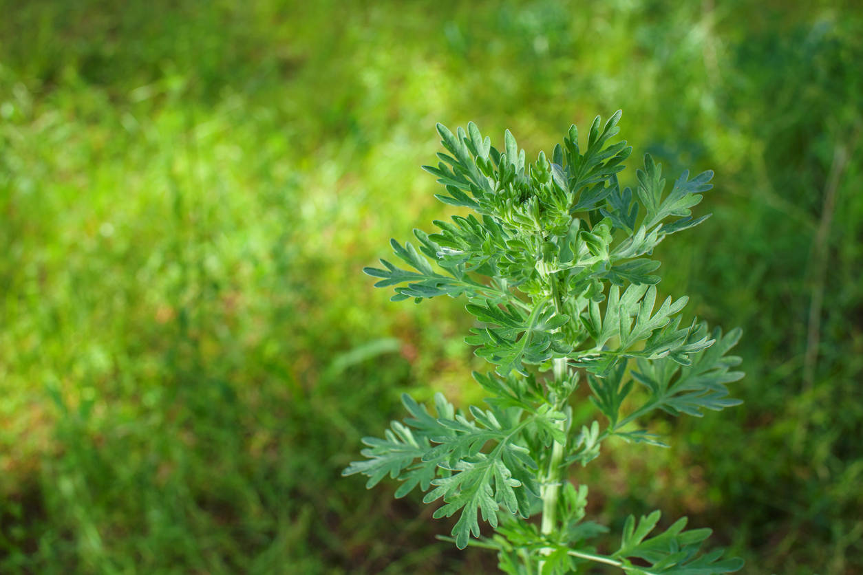 Scrub the young, silvery green herb -Artemisia absinthium.