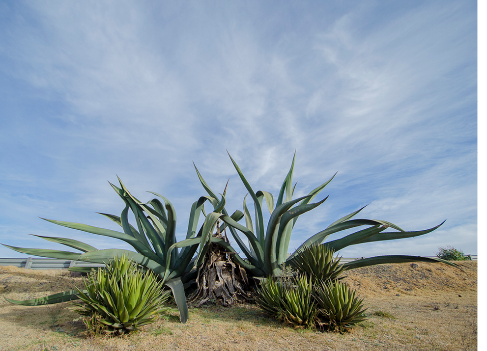 mezcal country2