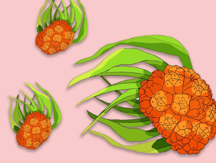 Pandan in drinks; it's popping up everywhere, but why?