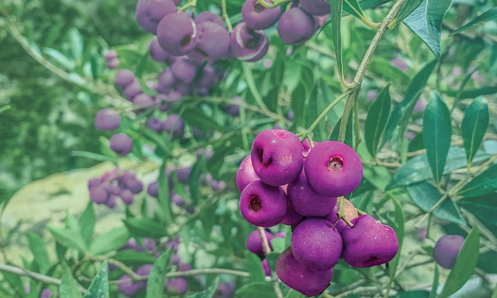 The craft spirits industry in Australia is incredible. Jono Carr looks